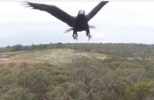Amazing Footage of an Eagle Attacking a Drone