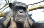 Chimps Destroy a Drone at a Zoo