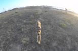 Dog Chases After a Drone