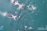 Drone Flying Over a Pod of Whales