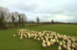 Drone Herding Sheep