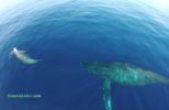 Drones Flying Over the Ccean with Dolphins and Whales in Hawaii!