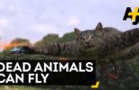 Guy Turns His Dead Cat into a Drone!