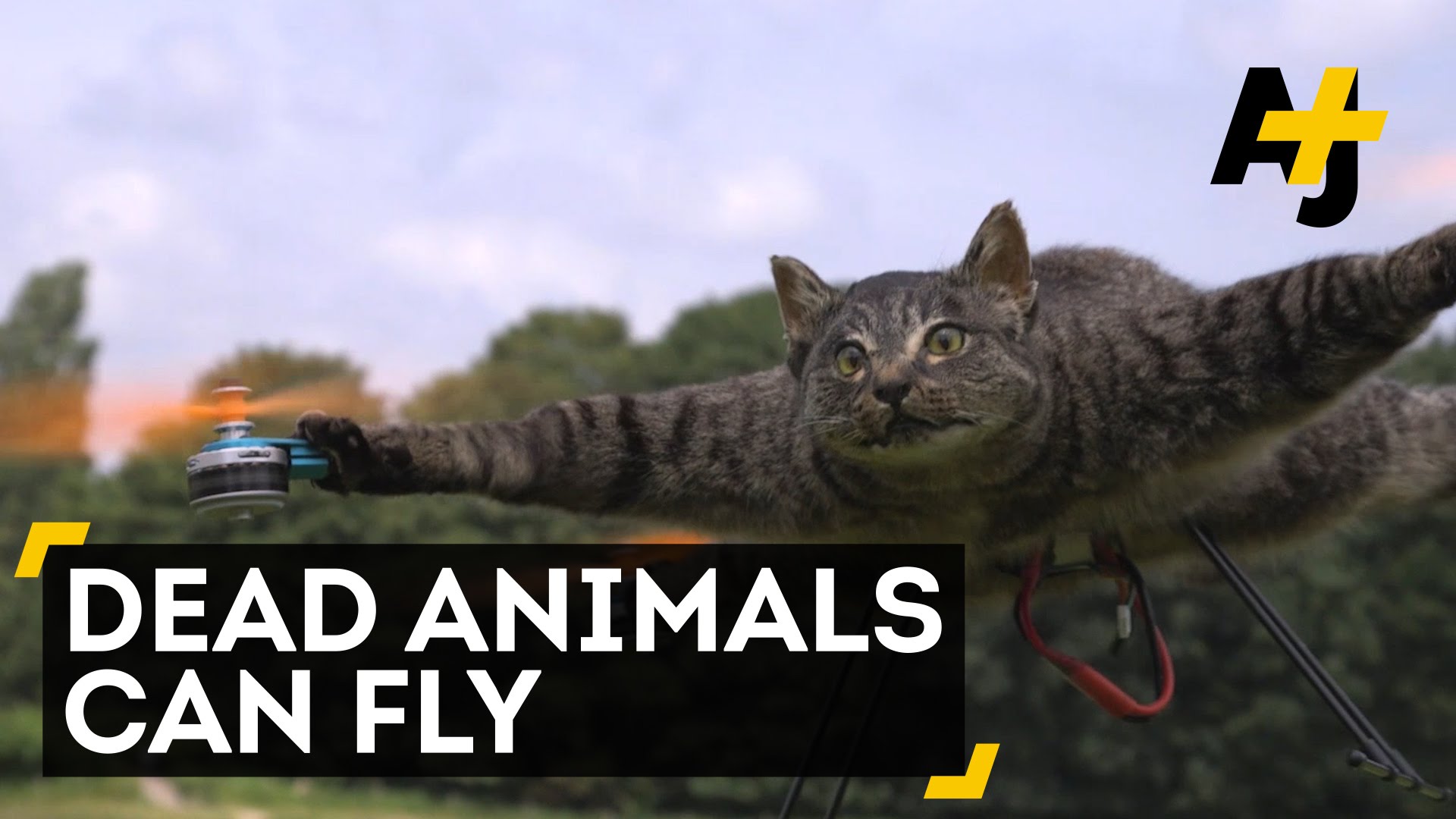 Guy turns his dead cat into a Drone! Drone Videos & Photos