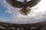 Hawk Attacks a Drone and Makes it Crash!
