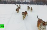 Tigers Chase After a Drone