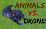 Animals Vs Drones