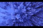 Eagle Eye Drone View of Trees During Winter