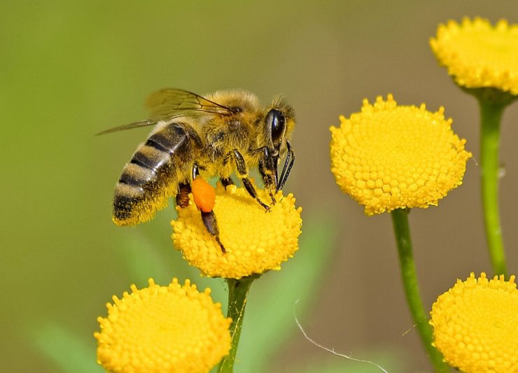 Walmart Files Patent For Pollination With Robotic Drone Bees