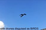 China's New Drones Look Exactly like Real Birds