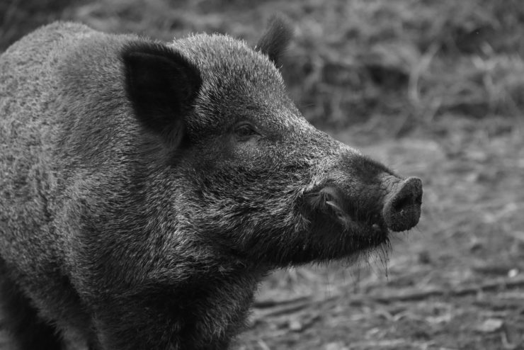 Drones Used to Trap Wild Pigs in Oklahoma