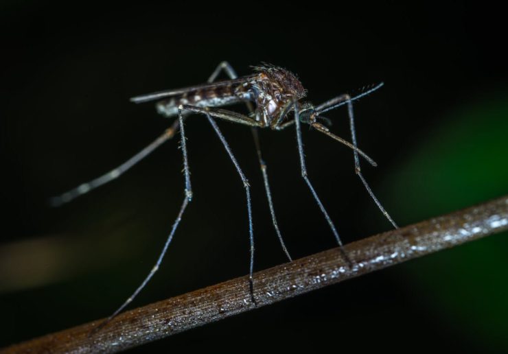Drones Used to Fight Disease Causing Mosquitoes in Brazil