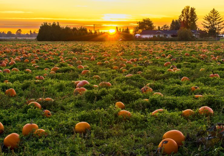 Drones Used by Danish Farmers to Count Pumpkins
