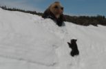 Bear Cub Climbs Snowy Mountain to Catch Up with Mama Bear