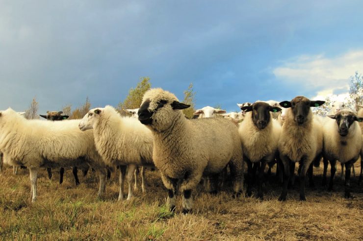 New Zealand Farmers are Using Drones to Herd Livestock
