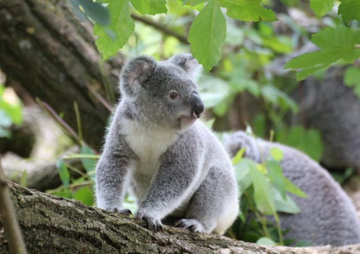 Saving the Koala Bear Population Using Drones and AI Technology