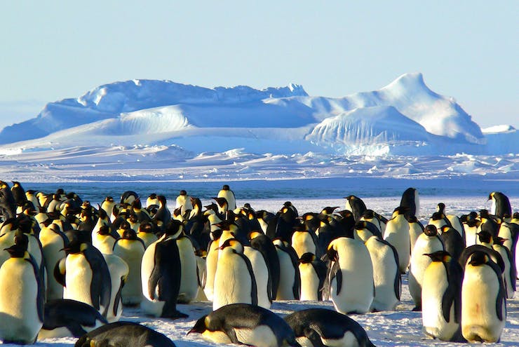 Using Drones to Count Penguin Populations
