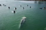 Amateur Photographer Captures Video of Whale Swimming Under Surfers
