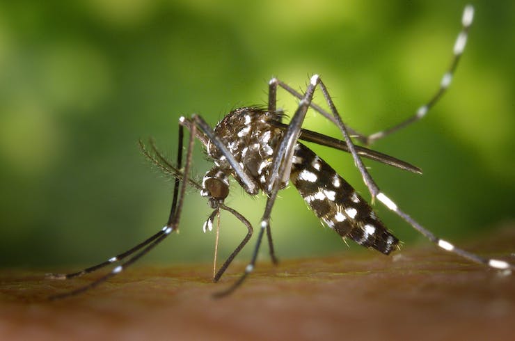 Using Drones to Combat Mosquito Born Illnesses