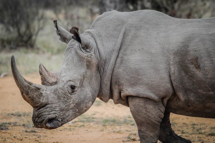 Using Drones to Track Rhinoceros by Analyzing Their Foot Prints