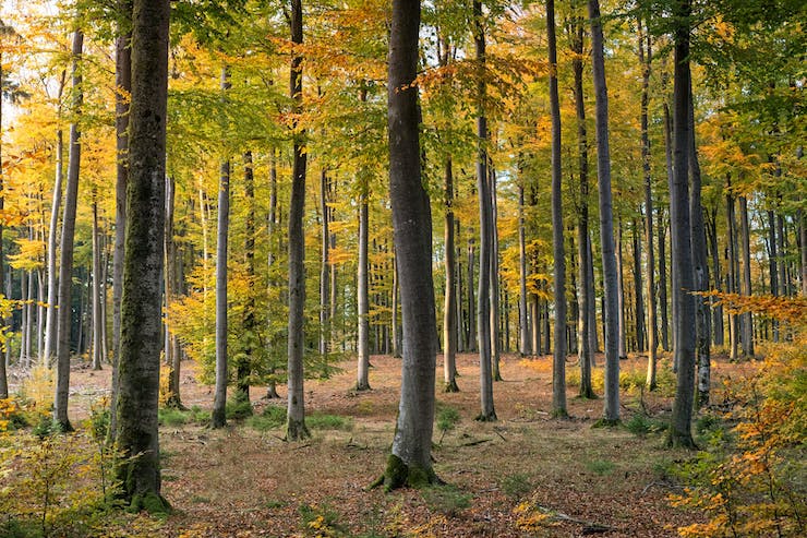 Inventor Creates Drone to Plant Trees