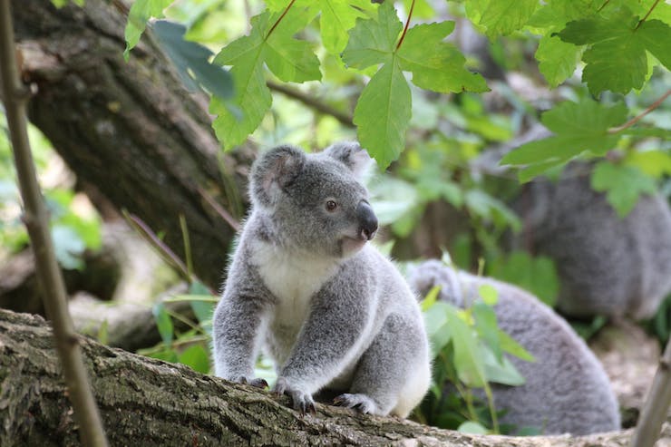 Rescuers In Australia Are Using Drones to Help Find Koala Bears After the Devastating Wildfires