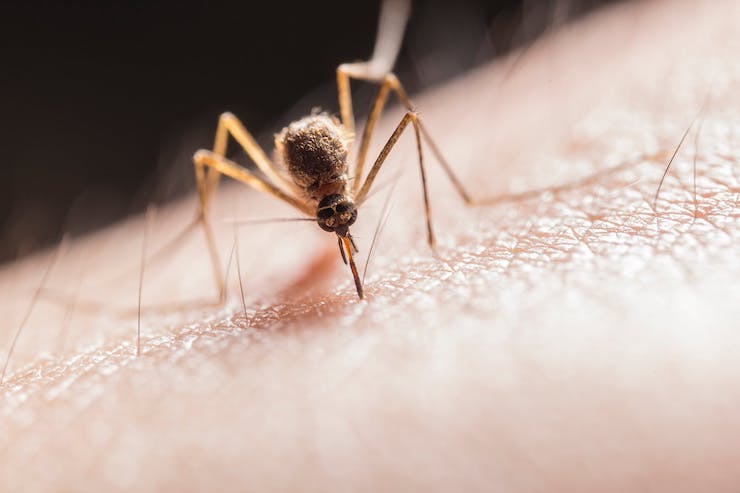 Technician Creates Drone to Kill Mosquito Larvae