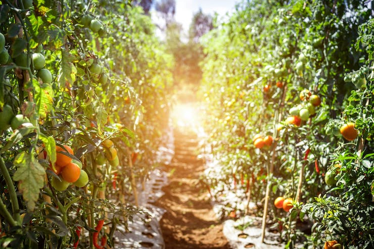 Farmers Using Drones to Inject Medical Patches to Infected Tomato Crops Via a Drone's Dart Gun