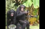 Video Emerges of Chimpanzees Flying an "Autel EVO" Drone