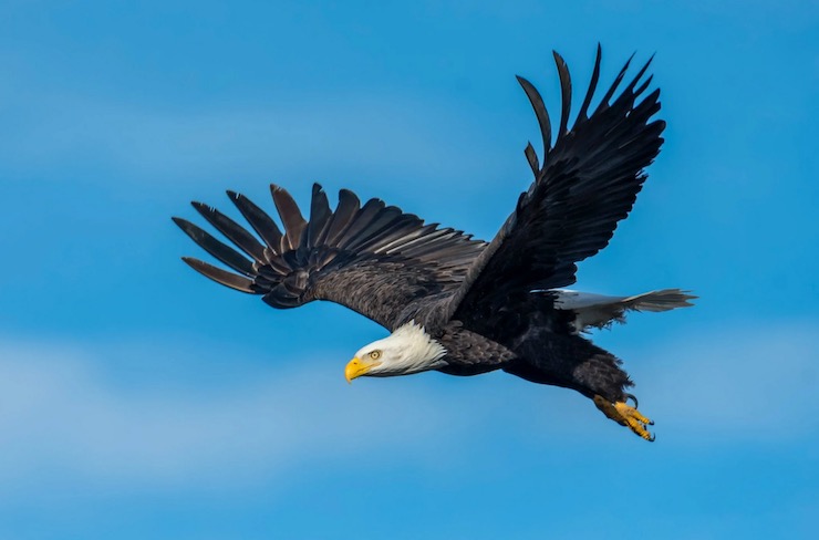 A Bald Eagle Attacked a Drone That Was Mapping the Shore Line of Lake Michigan