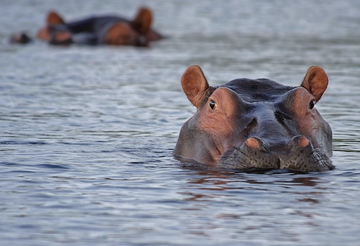 Researcher Using Drones to Study the Habits of Hippopotamuses