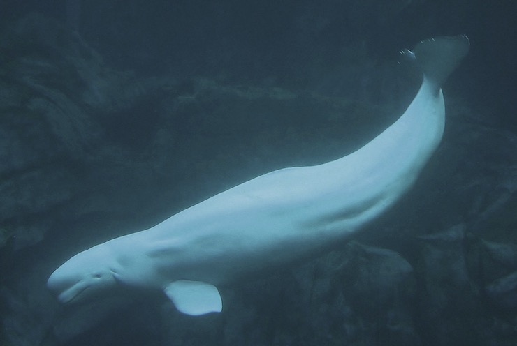Using Drones, Researchers Shocked to Spot Beluga Whale Off the Coast of San Diego, California