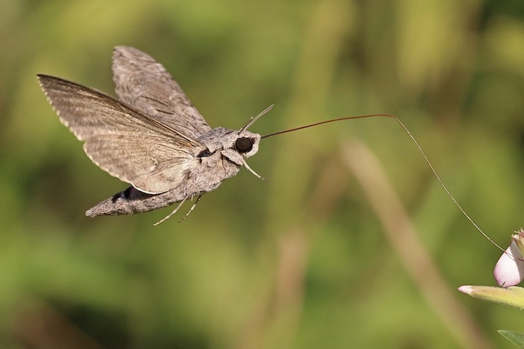 Professor from Boston University Using Moths To Help Program a Fully Autonomous Drone