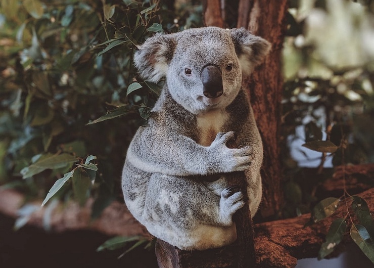 Canadian Company "Flash Forest" To Use Drones to Plant Trees In Forests Devastated by Wildfires, In Order to Help the Koala Population