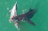 Photographer Using Drones to Capture Video of Great White Sharks