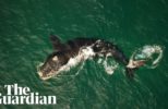 Photographer Captures a Southern Right Whale on His Drone In Forster Tuncurry, New South Wales