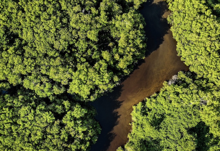Brazil Turns to Drones to Spur Major Reforestation Initiatives