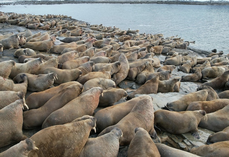 Scientists Using Drones to Count The Walrus Population
