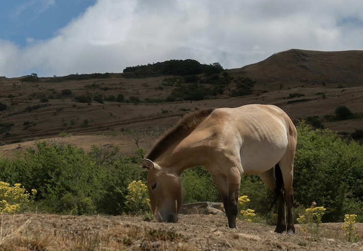 Conservationists Using Drones to Study Endangered Przewalski Horses
