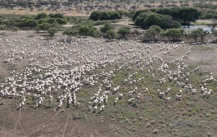 SkyKelpie is Revolutionizing Cattle Herding with Drone Technology