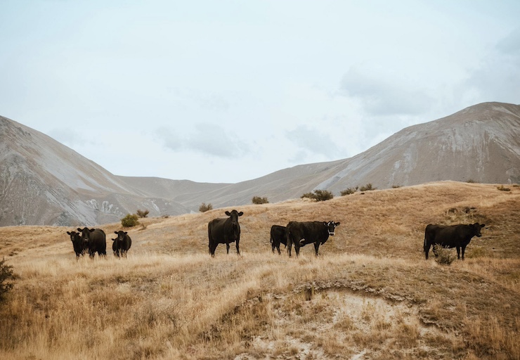 Farmers Are Using Drones to Monitor and Care for Their Cattle