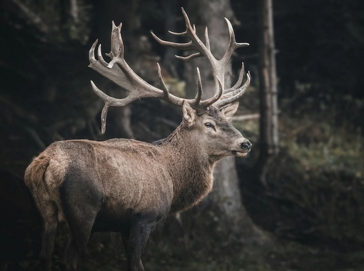 How Drone Deer Recovery is Changing Hunting and Wildlife Management