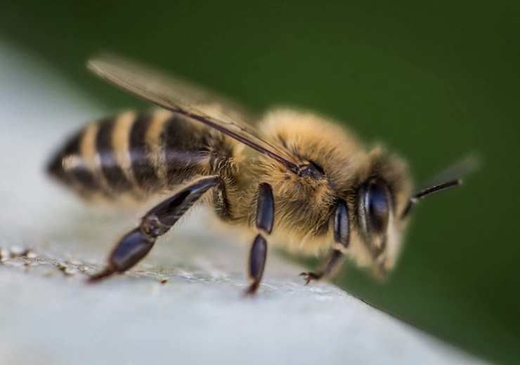 Using Drones and Honeybees to Locate Landmines