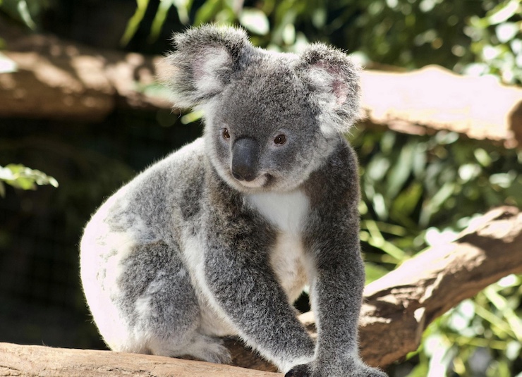 Using Drones for Koala Bear Conservation