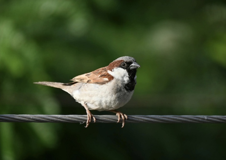 Environmentalists in South Korea Teach Children to Feed Birds with Drones