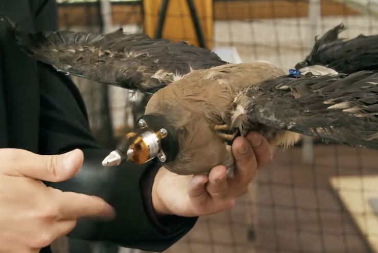 How Taxidermy Drones Are Redefining Wildlife Research