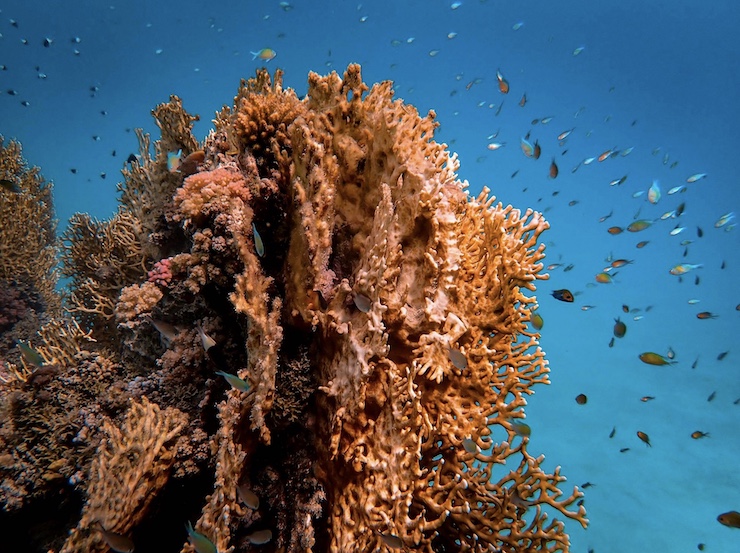 Drones Help Monitor and Protect the Great Barrier Reef