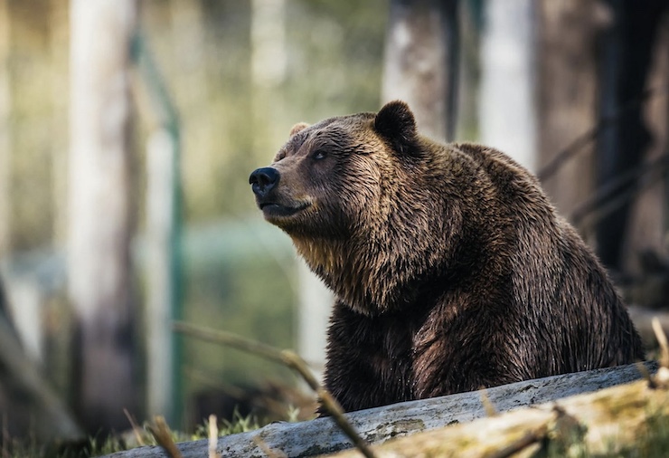 Managing Grizzly Bears With Drones