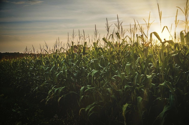 Drone Technology Helps Farmers Maximize Corn Yields