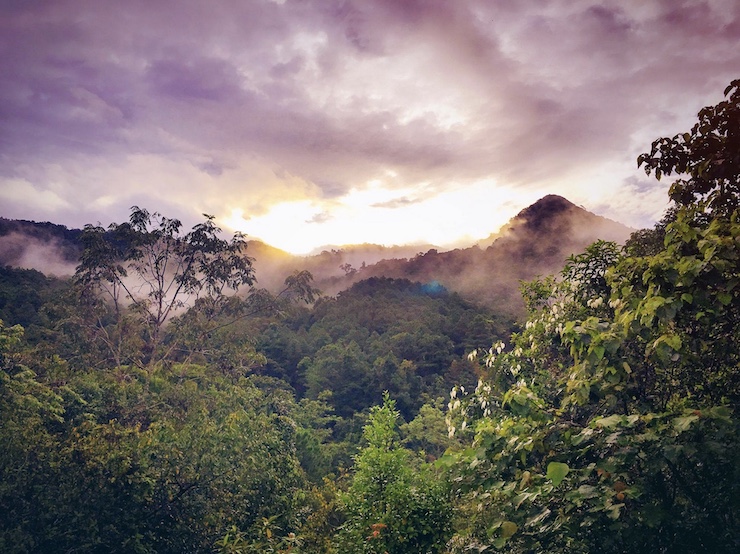 Drones Are Helping Scientists Unlock Rainforest Secrets